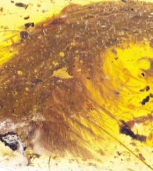 dinosaur tail trapped in amber