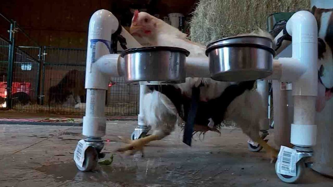 Chicken fitted with ‘wheelchair’ so it can walk (Photo)  Top News