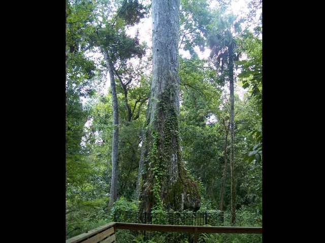 2000-year-old Florida tree to be scaled for archive sample - Picture