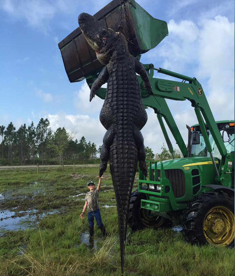 Giant 15-foot alligator feasting on cattle killed in Florida (Video)
