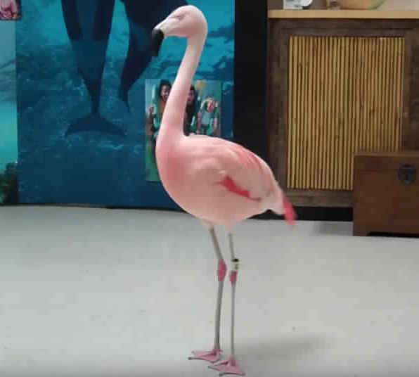 Famous flamingo 'Pinky' dies after attack at Busch Gardens