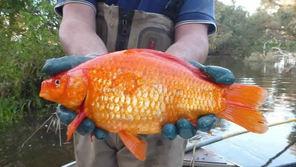 Giant goldfish growing to the size of a football in Australia