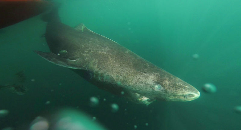Greenland Sharks May Live 400 Years, Says New Research