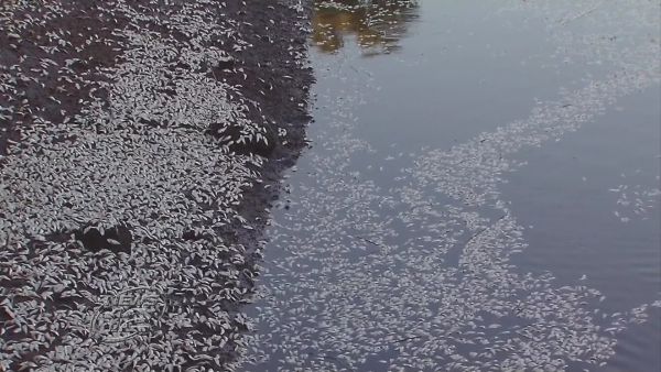 New Jersey: Thousands of dead fish are washing up in Keansburg