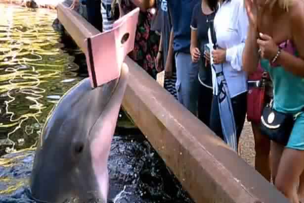 SeaWorld Dolphin snatches iPad from woman's hands (Watch)