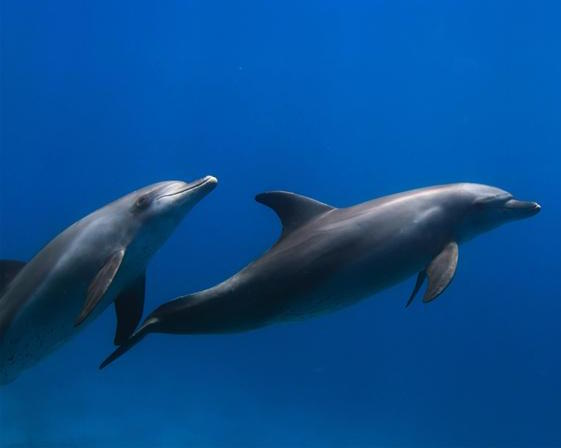 Dolphin 'Conversation' Recorded? Scientists discover dolphins 'can speak almost like humans'