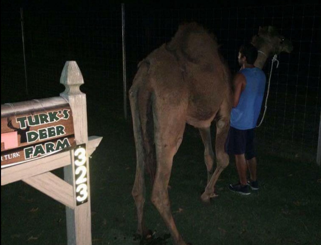 Teen driver, Camel collide far from desert on Alabama road (Watch)