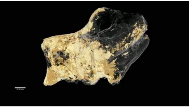 Fossilized Dinosaur Brain Tissue Identified, says new research