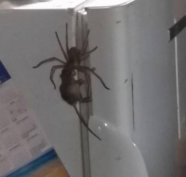 Horrifying footage shows giant spider carrying mouse (Watch)