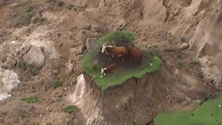 Stranded cows rescued after quake in New Zealand