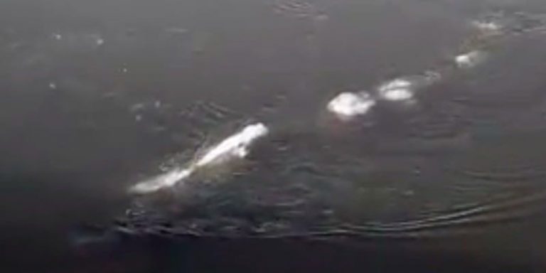 Strange 'thing' swimming in Alaska: Has the Loch Ness monster been ...