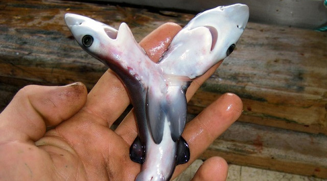 Two-headed Sharks: Scientist Uncovers Causes Of The Sea Giants' Mutations (Shocking Photos)