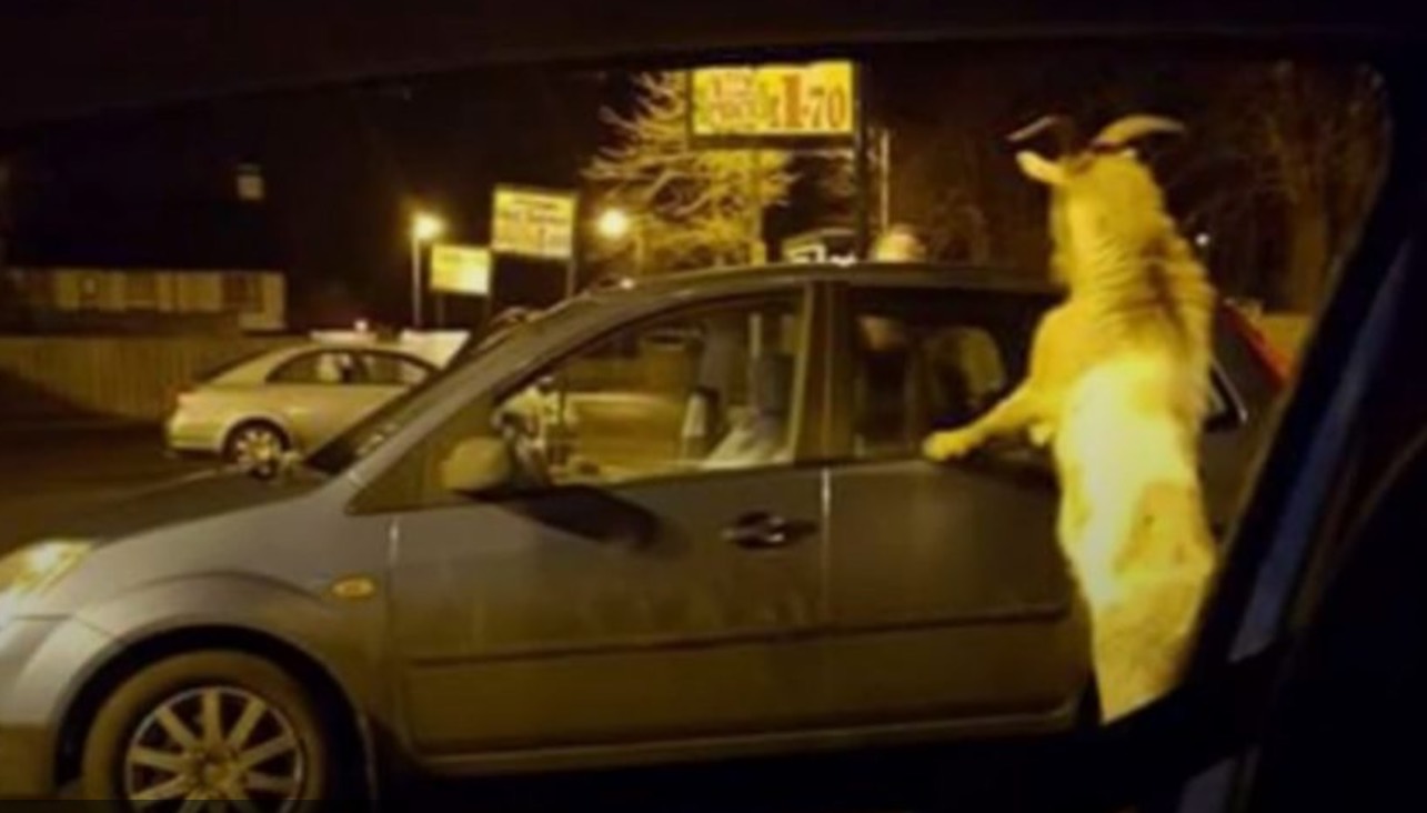Goat Carrickfergus terrorises locals after being denied entry to a shop (Watch)