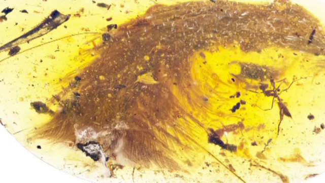 Researchers find a feathery dinosaur tail trapped in amber