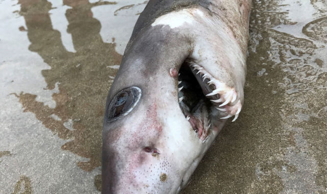 Crocodile shark spotted on Devon beach for first time in history (Picture)