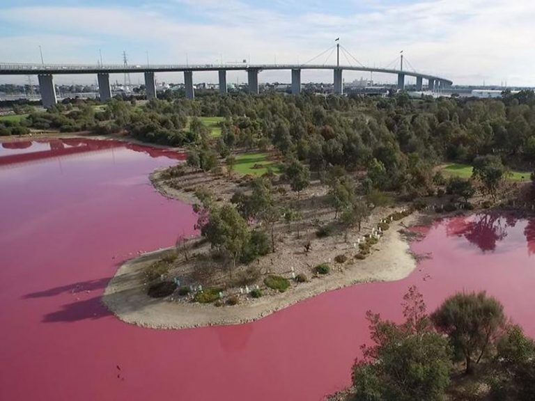 Melbourne lake turns pink in incredible natural phenomenon  Top News
