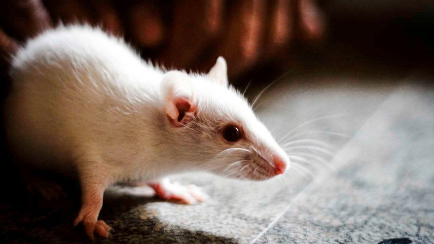 Mouse on a plane? Mouse found on San Francisco-bound flight causes 4-hour delay