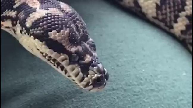 Drug-addicted python sent to prison rehab