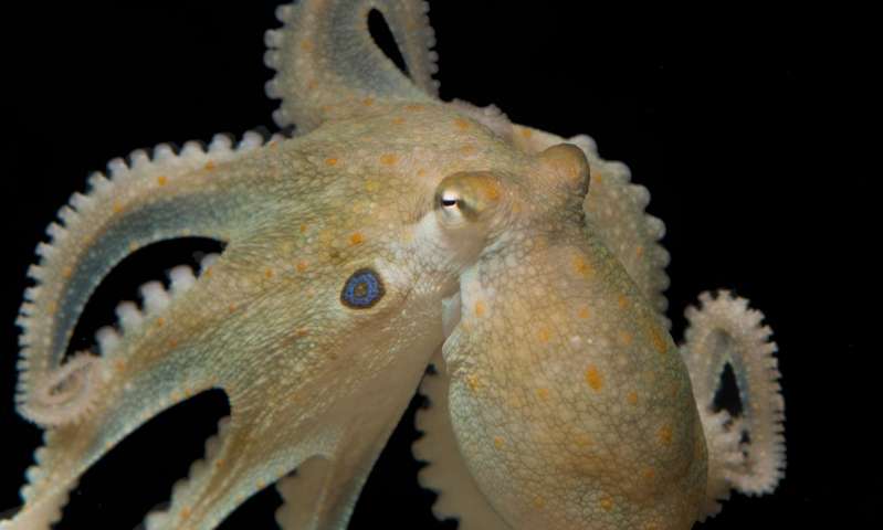 Octopuses can edit their own brain genes, says new research