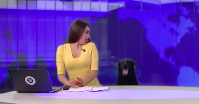 Dog interrupts Russian news broadcast, Video Seen By 3 Million