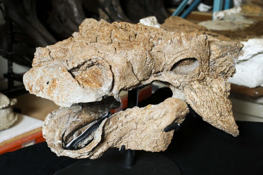 'Ghostbusters' Dinosaur Fossils Found In Montana; says new research
