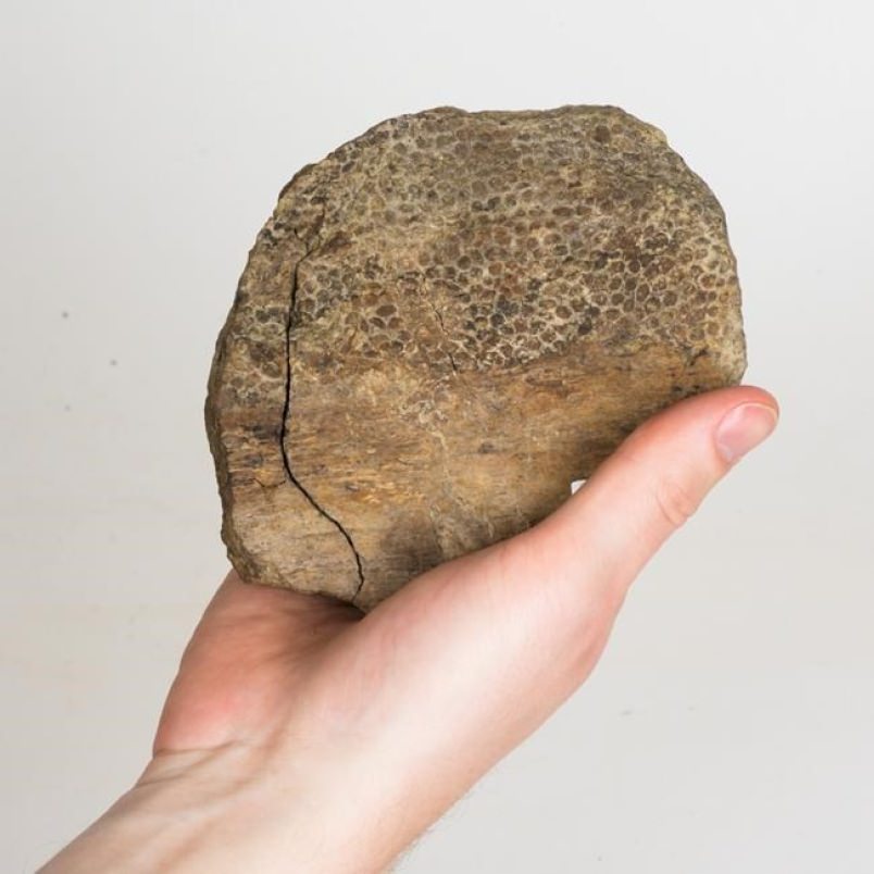 Dinosaur skin discovered near Baker, Montana