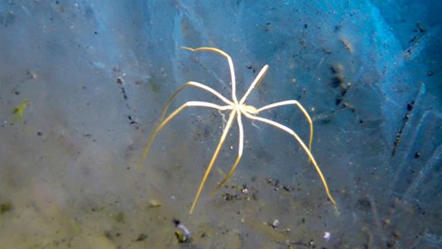 Underwater 'Spider' Breathes Through Its Legs, A New Study Reveals