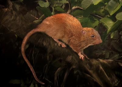 Giant Rat Species Discovered In Solomon Islands (Photo)