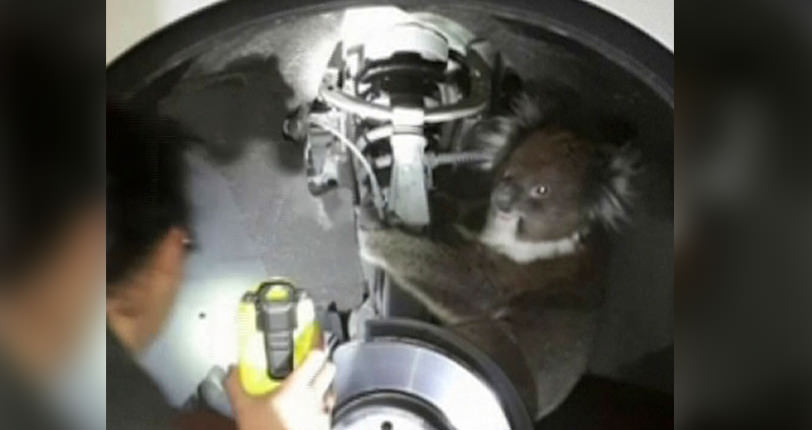 Koala Survives 10-Mile Trip Under Car (Watch)