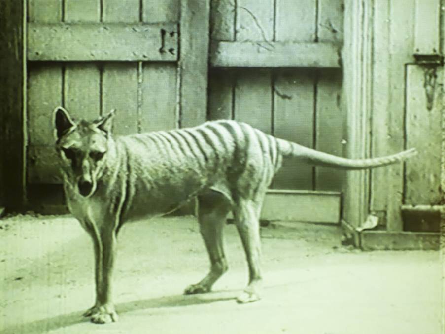 Tasmanian Tiger Mystery Solved (Study)