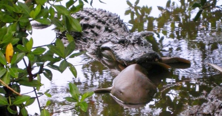 Alligators eat sharks, scientists find (and there’s pictures to prove it)