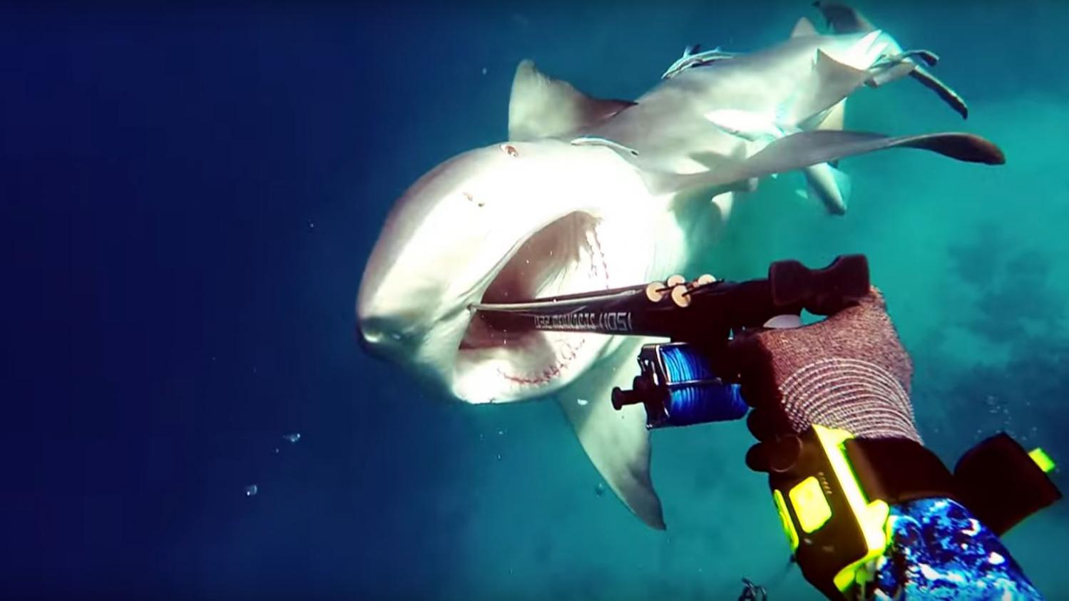 British diver stalked by shark for hours