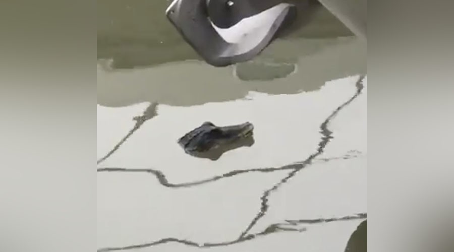 Crocodile in River Thames? Video shared online claims to show 'crocodile'