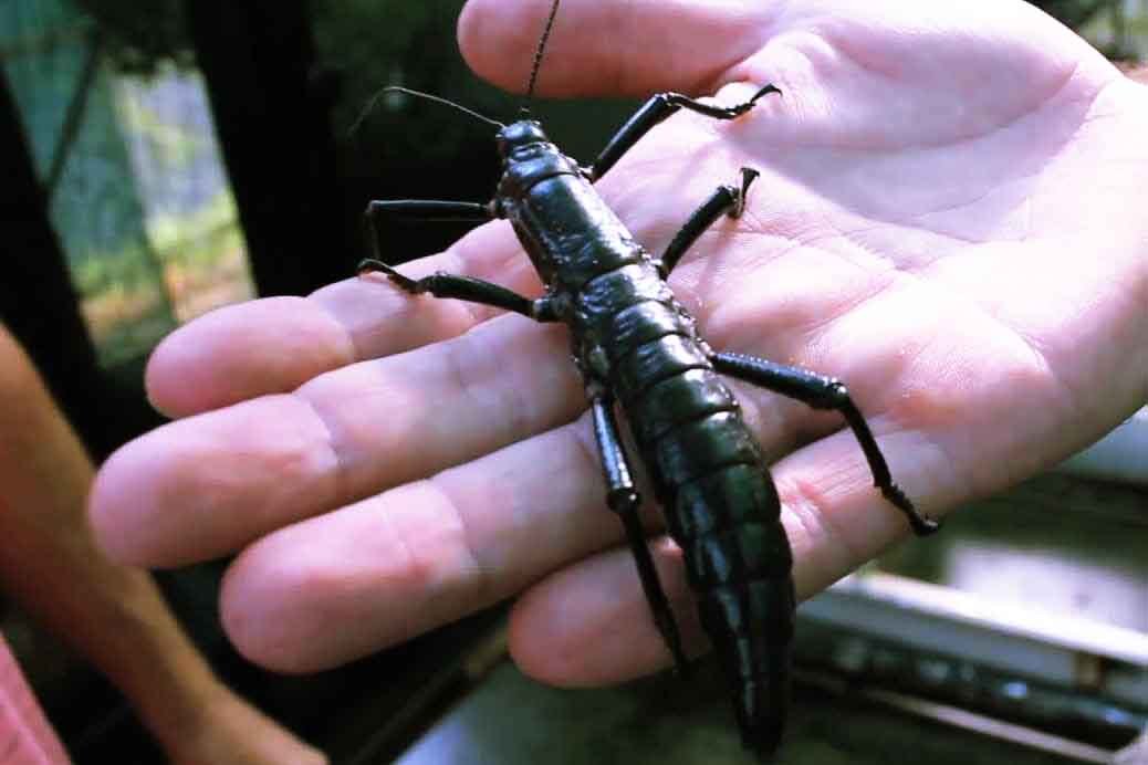 Extinct Stick Insect Is Alive, On Endangered List, says new report