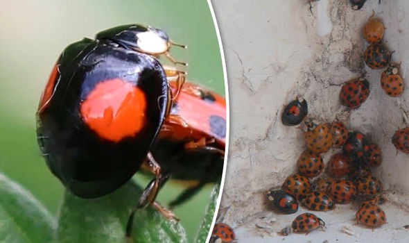 Ladybirds With STDs Are Invading UK