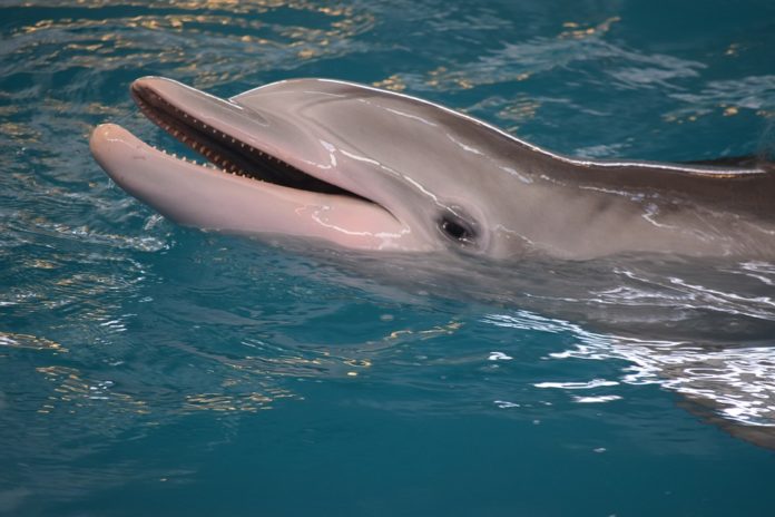 Male dolphins also try and attract women with gifts, says new research