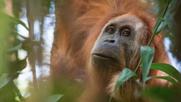 New great ape species found, and is already endangered