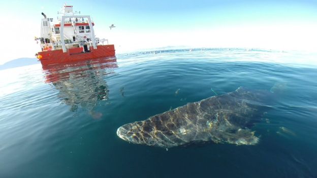 512-year-old Greenland shark may not be as old as we were led to believe