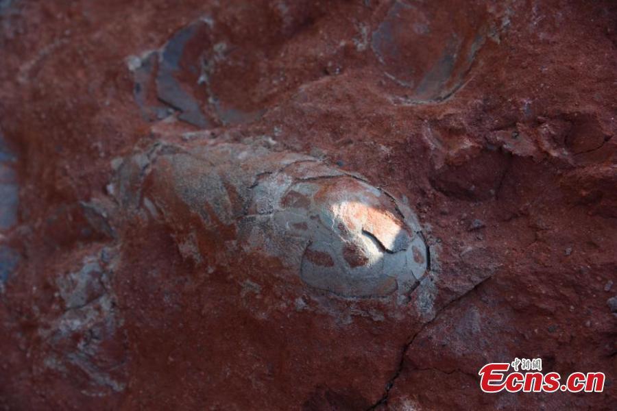 Dinosaur Eggs Discovered in China: New 'Jurassic Park' Finding?
