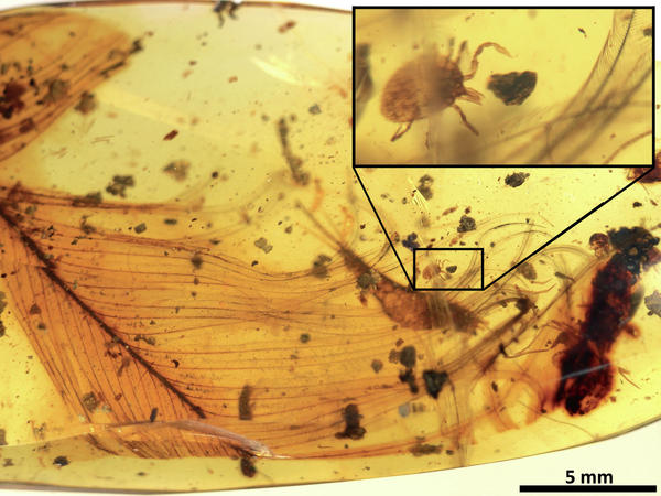 Dinosaur blood found in mosquito fossil, says new research