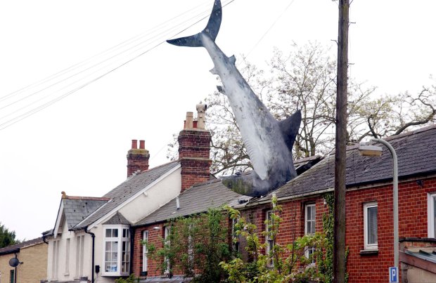 House with White Shark sticking out its roof to become a protected tourist spot