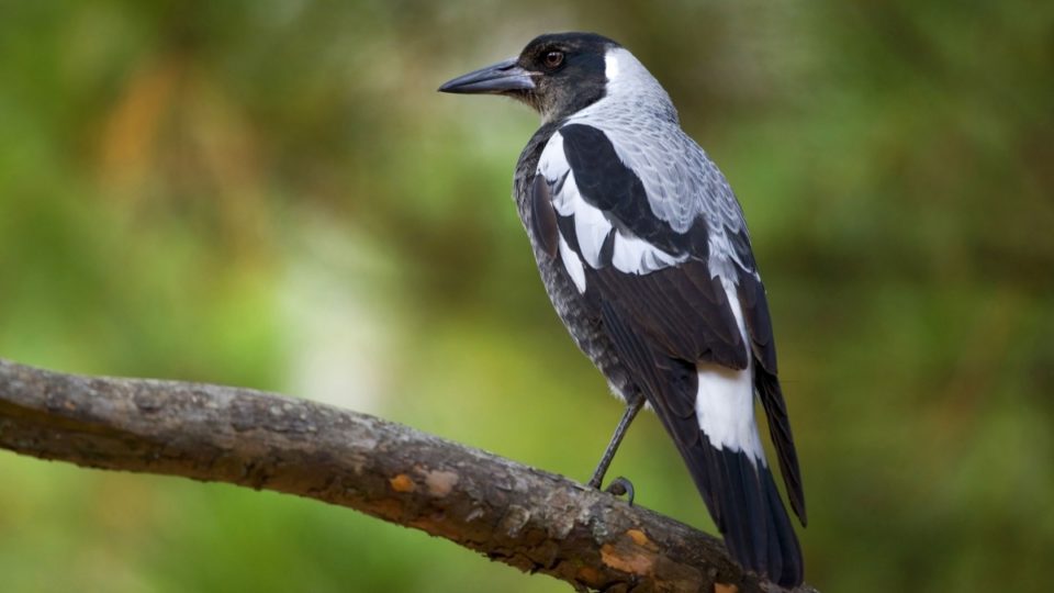 Magpie Wins Bird Of The Year