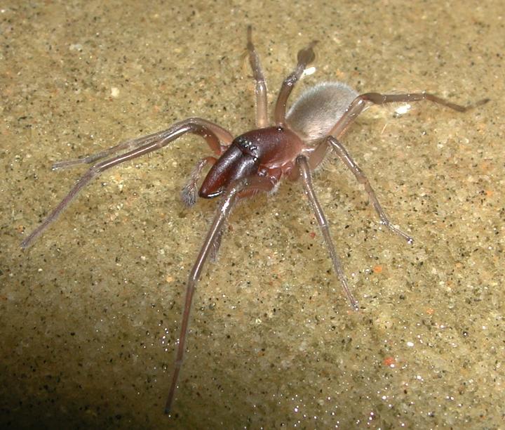 New Marine Spider Species Reminds Discoverers of Bob Marley, Researchers Say