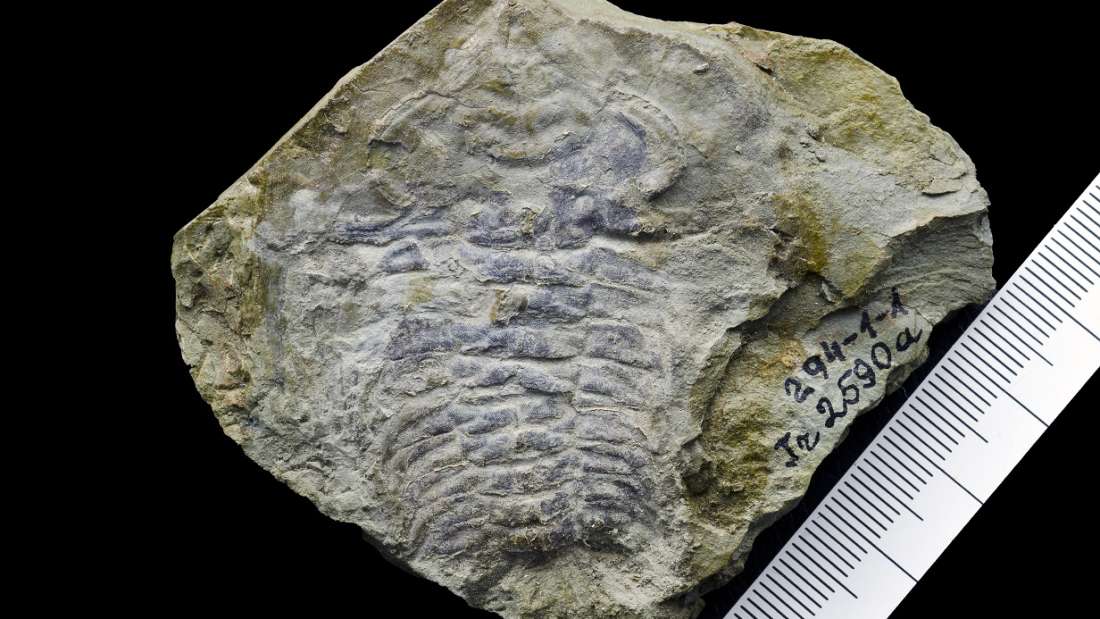 Oldest Eye Discovered In Fossil