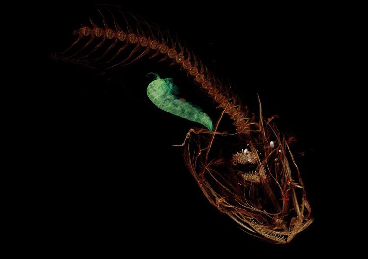 Scientists Discover The Ocean's Deepest Fish Yet