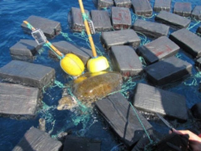 Sea turtle found trapped in cocaine bundles worth $53m (Video)