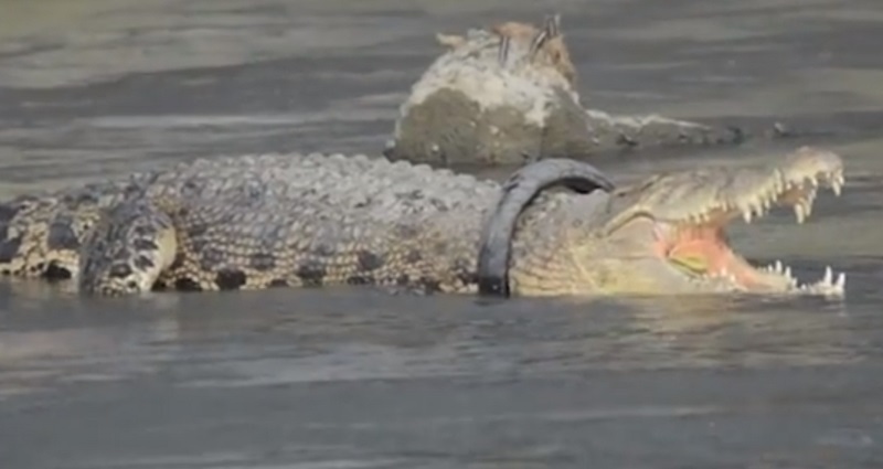 Crocodile has had tyre stuck round neck for 2 years (Watch)