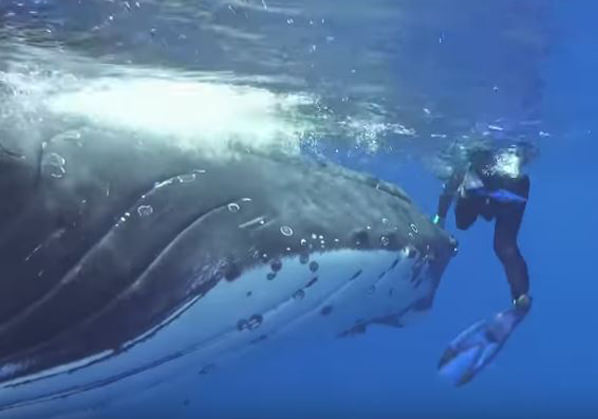 Humpback whale protects diver from shark during South Pacific dive (Watch)