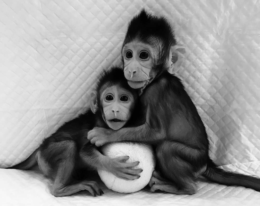 Scientists clone monkeys from fetal cells, raising qualms about human cloning