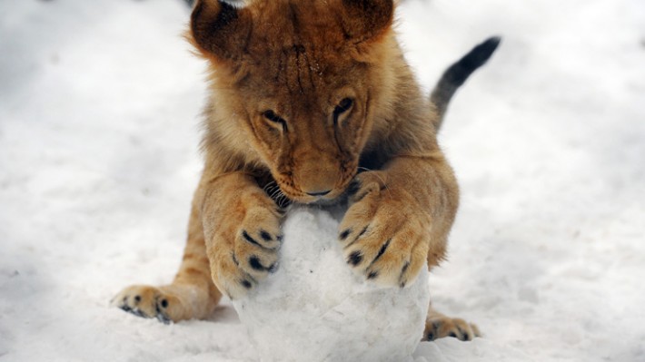 Swedish Zoo 'kills nine healthy lion cubs because they didn't fit in'